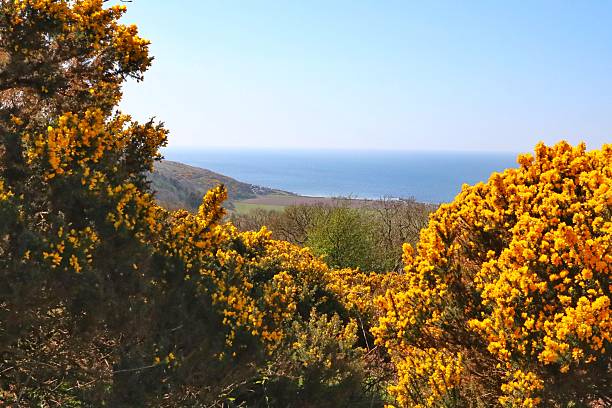 istock Hills of Girvan 2209386202