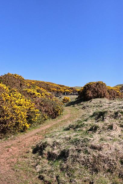 istock Hills of Girvan 2209386678