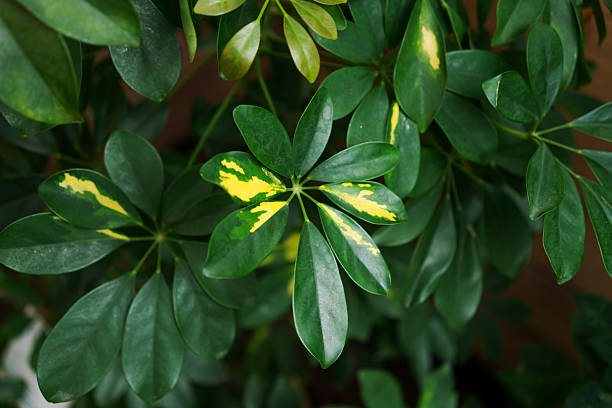 istock Leaf with yellow and green stripes 2209386822