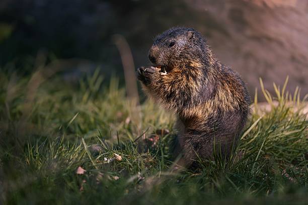 A marmot sits in the grass eating, with sunlight highlighting its fur, showcasing wildlife in a natural habitat.