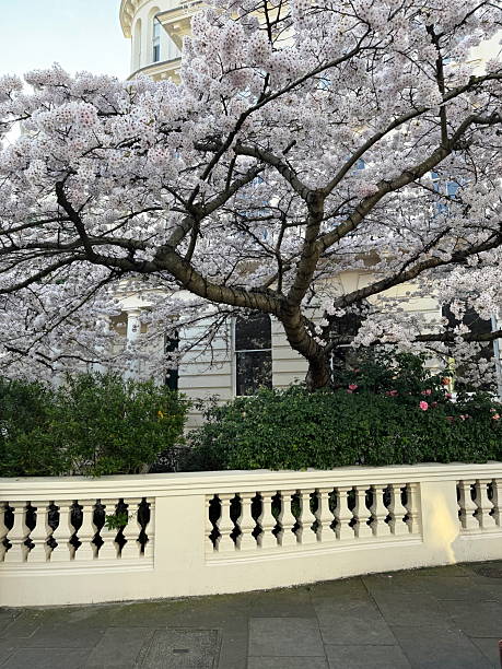 istock White cherry tree in full bloom by a classic balustrade and townhouse 2209390563