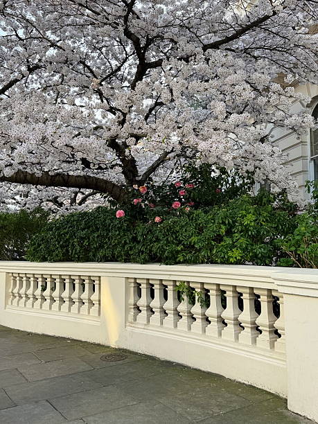 istock White cherry tree in full bloom by a classic balustrade and townhouse 2209390674
