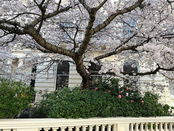 istock Cherry tree in full bloom by a classical balustrade and townhouse facade 2209390679
