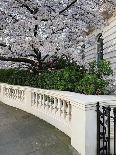 istock Cherry tree in full white bloom by a classical balustrade and townhouse facade 2209391074