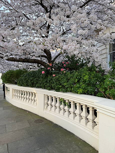 istock Cherry blossom tree by a classic balustrade and townhouse 2209391147