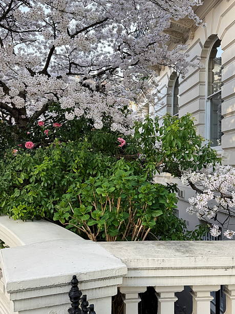 istock Elegant cherry tree in full white bloom outside a classic townhouse 2209391195