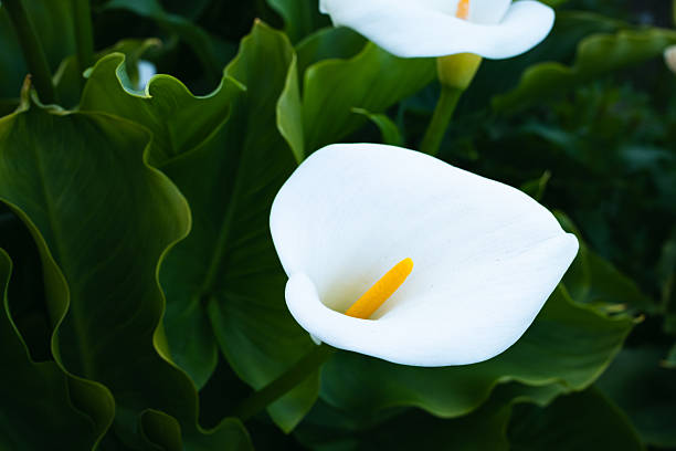 istock San Francisco Photography 2209391703