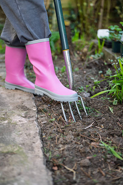 istock Person gardening in pink rubber boots using a fork in the garden soil. 2209392357