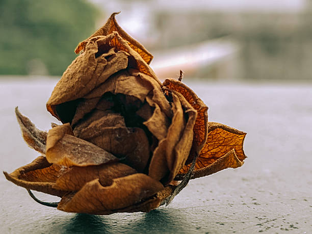 A closeup of a dried flower on the ground. Autumn, fall mockup. Close-up, details.