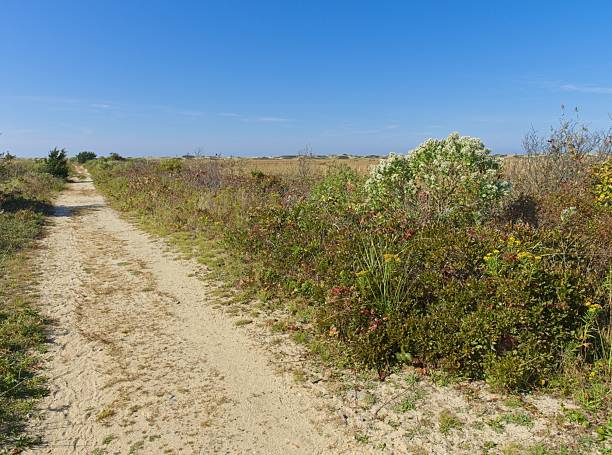 Trail though the marsh lands near Race Point at Cape Cod national seashore.