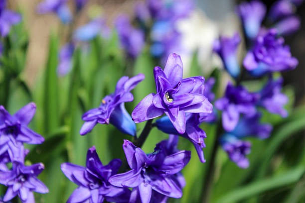 istock Purple terry hyacinth in the spring garden 2209394623