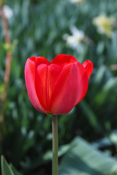 istock Beautiful red tulip in the garden 2209394810