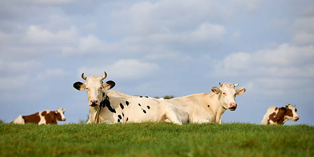 istock Four cows rest on a grassy field, showcasing natural coat patterns: two black and white, two brown and white. Set against a serene, partly cloudy sky, the image evokes calm rural charm. 2209394861