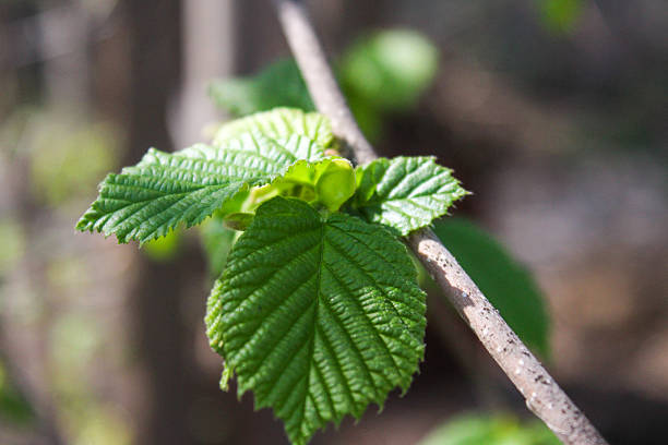 Close-up of the sprouting green leafs of a common hazel tree. Vibrant colors of young hazelnut leaves.