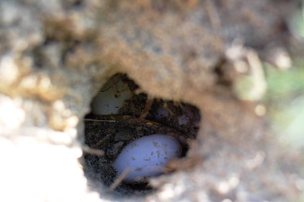 istock Two pale turtle eggs nestled in a dark, earthy hollow 2209395018