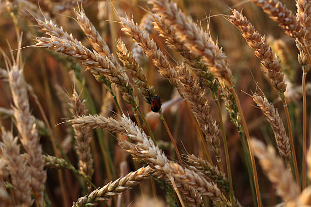 istock Golden wheat field with a ladybug in the warm sunlight 2209395334