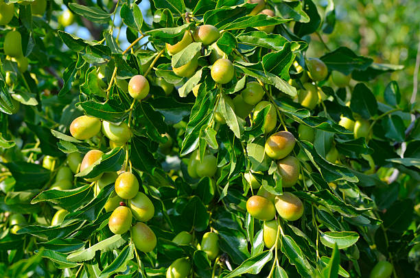 Real Ziziphus, or Chinese, jujube date, jojoba, marmalade tree.
