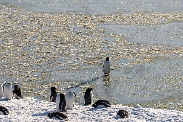istock Gentoo penguins in Antarctica. Wild nature 2209398398