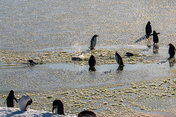 Gentoo penguins are closely related to Adélies and chinstraps but have distinctive orange-red bills and feet.