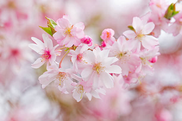 istock Blooming prunus sakura tree close up detail 2209398719