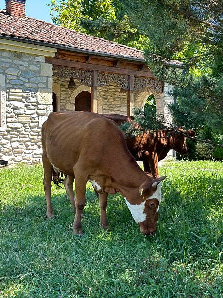 istock Stone Barn with Grazing Cows in Rural Landscape 2209400295