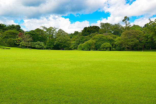 istock Bright green lawn in tropical park 2209401730
