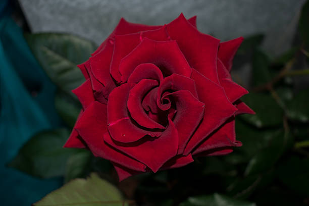 Bouquet of lush red roses. Floral background of red roses.