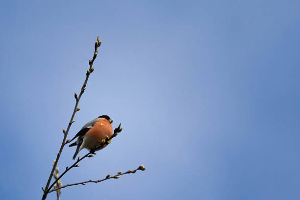 Eurasian Bullfinch on a branch in the forest. Eurasian Bullfinch on a maple tree branch in winter forest