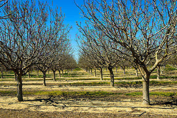 Apple tree plantation, garden of the apple in Georgia