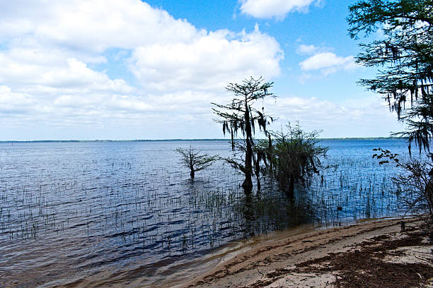 istock Blue sky and lake beach from Lake Waccamaw State Park 2209404233