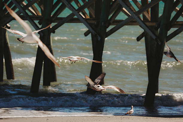 Seagulls in flight along a pier at Myrtle Beach. Shot with a Canon 5D Mark IV.