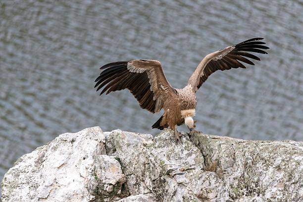 Gyps fulvus, perched griffon vulture with half-spread wings, watching below. Soft river blur behind. Monfragüe National Park, Extremadura, Spain