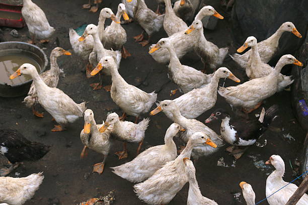 istock Alabio duck farming in Indonesia 2209406790