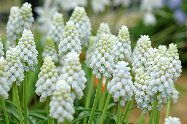 Ice white Muscari ' Alaska', grape hyacinth, in flower.