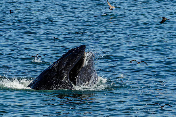 istock Humpback Whale Lunge Feeding on a School of Anchovy 2209410033