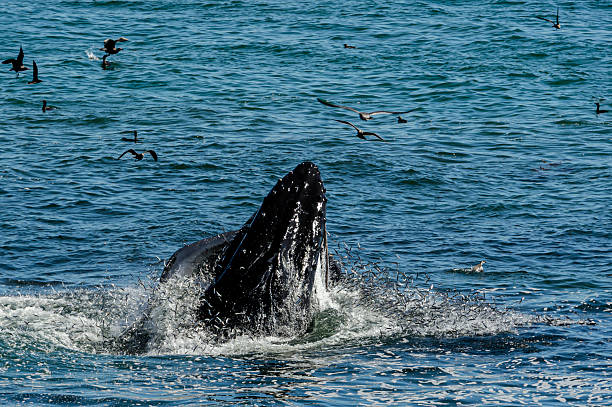 Humpback whale (Megaptera novaeangliae), lunge feeding in a anchovy rich cove, along the Central Pacific Coast, off the coast of Santa Cruz, California.