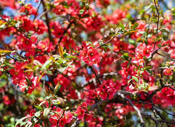 istock red flowers of blooming sakura tree in spring background 2209410354
