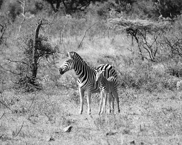 istock A mother and her little one 2209411753