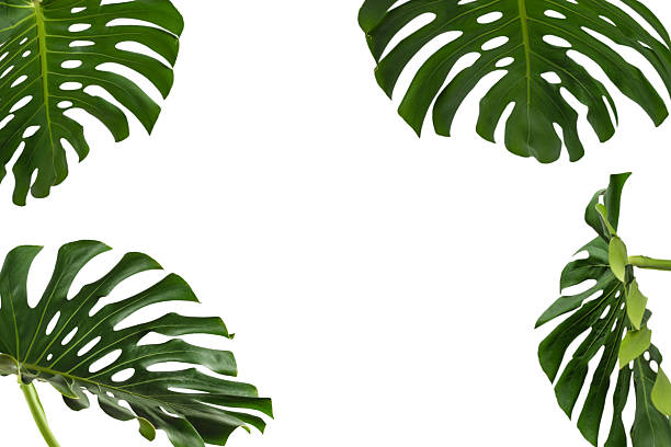 istock Green plant monstera on white background. 2209412852