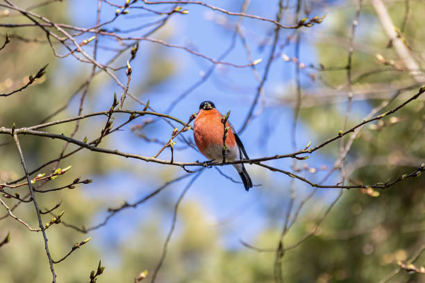 Beautiful red bird Eurasian common Bulfinch Pyrrhula Pyrrhula sitting on tree branches