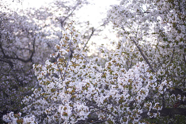 Like a scene from a dream, the soft, pale pink of cherry blossoms fills the entire screen. Countless flowers bloom on the drooping branches, and seem to blend together in the spring light. The delicate layers of focus and blur simultaneously express the fleeting beauty of cherry blossoms and a sense of happiness that seems to shower down upon us. A fantastical portrait of cherry blossoms that gently envelops and intoxicates the viewer.