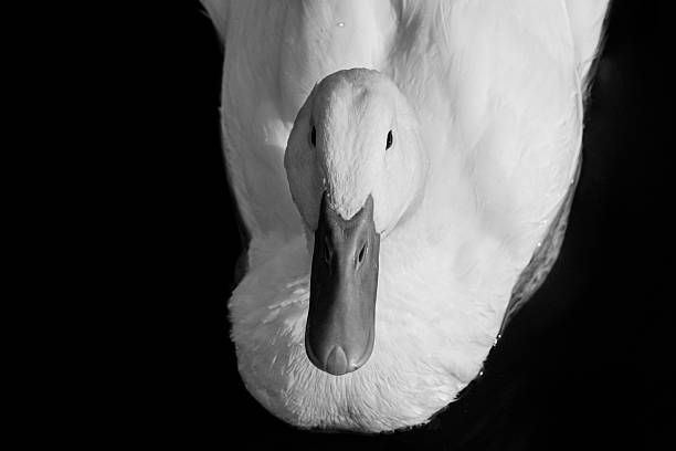 istock Heavy white Pekin ducks, also know as Aylesbury or Long Island ducks 2209414466