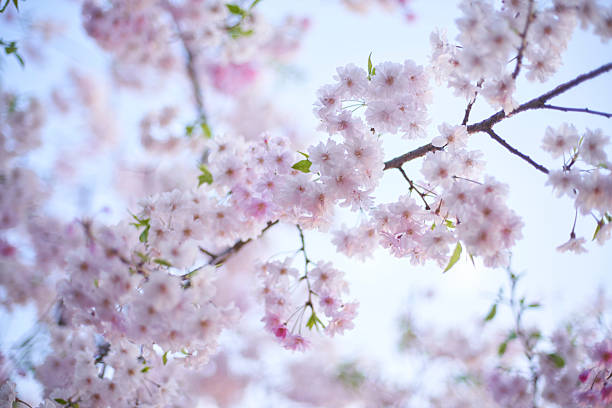 istock A spring illusion blooming in a pale dreamland. 2209414565