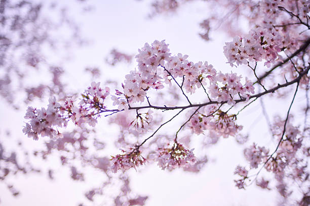 istock A spring illusion blooming in a pale dreamland. 2209414661