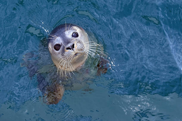 istock Young seal in water 2209416387
