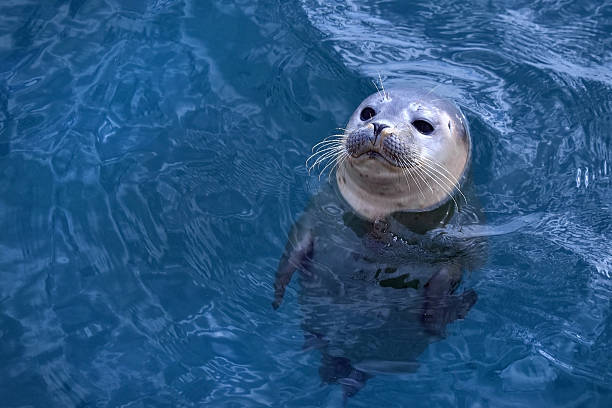 istock Young seal in water 2209416702