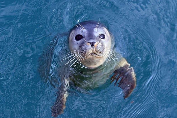 istock Young seal in water 2209416710