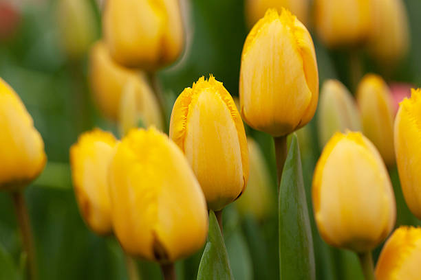 istock bright yellow tulips in a spring or summer garden 2209418338