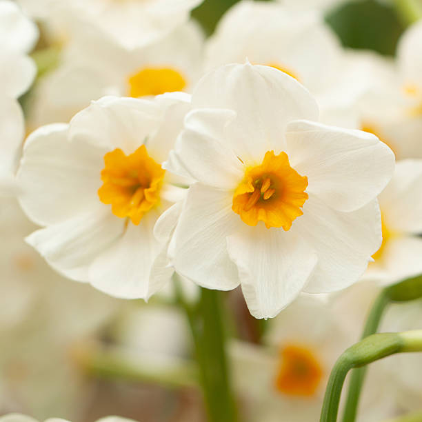 istock delicate white daffodils decorate a park or garden 2209418355