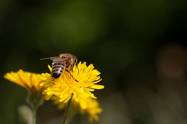 istock Bee collecting nectar feom yellow flower. Blurred natural background. Copy paste. Bee on hawksbeard. Apis mellifera. 2209418578